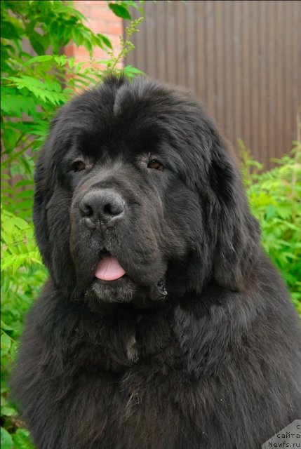 Фото: ньюфаундленд Sent Djons Forrest Gump (Сент Джонс Форрест Гамп)