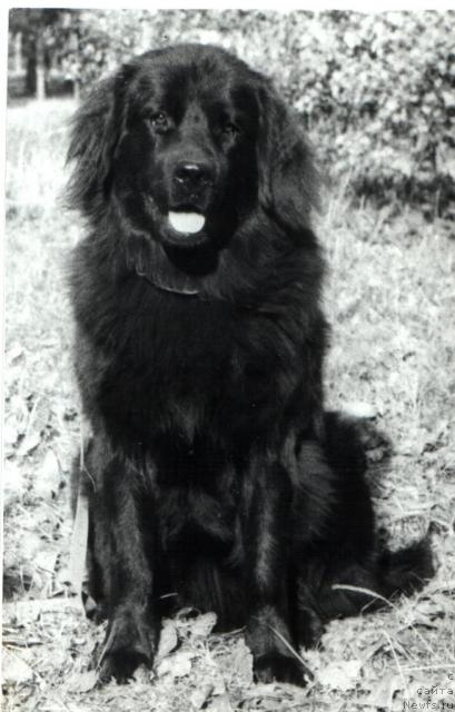 Фото: ньюфаундленд E'Hanya Ulgryem Botsveyn (Е'Ханя Улгрэм Ботсвейн)