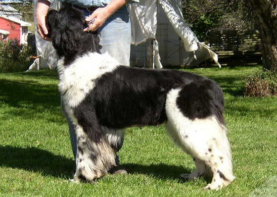 Фото: ньюфаундленд Journey To Threeponds von der Ruhraue