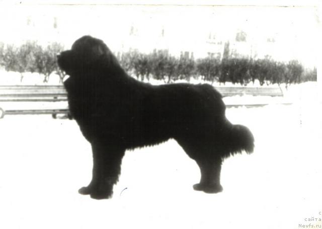 Фото: ньюфаундленд Bard Pao (Бард Пао)