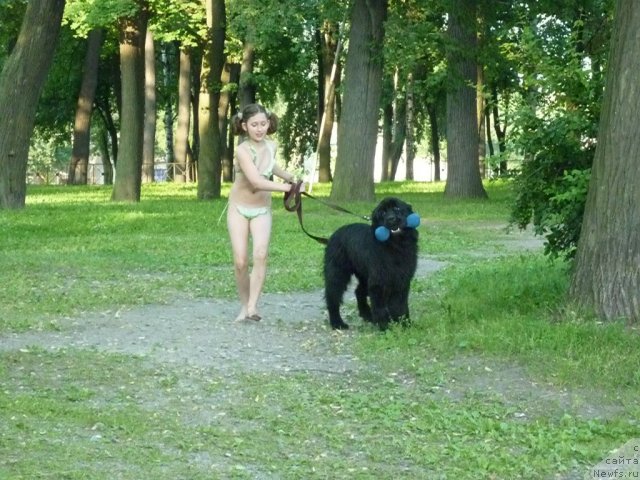 Фото: ньюфаундленд Smigar Galaxsy Shall Win (Смигар Галакси Шелл Вин)