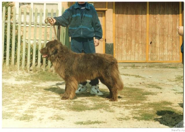 Фото: ньюфаундленд Obush SHed Prays (Обуш Шед Прайс)
