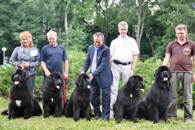 Фото: ньюфаундленд Beguschaya po Volnam Regatta Katti Sark (Бегущая по Волнам Регатта Катти Сарк), ньюфаундленд Gaytana Fayna Ukraina White Black Magik, ньюфаундленд Beguschaya po Volnam Hasta la Vista (Бегущая по Волнам Хаста ла Виста), ньюфаундленд Lennon Mister Newf, ньюфаундленд Zolotoy Talisman Kara Deniz (Золотой Талисман Кара Дениз)