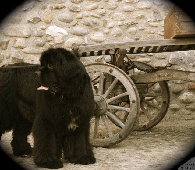 Фото: ньюфаундленд Black Clouds Criminal Minds at Stealbears