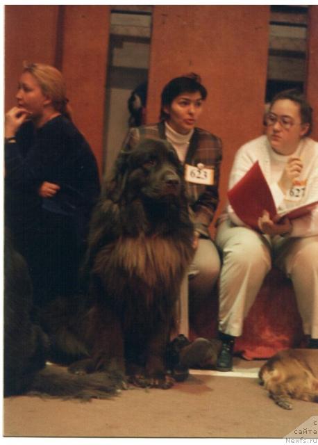 Фото: ньюфаундленд Obush SHed Prays (Обуш Шед Прайс)