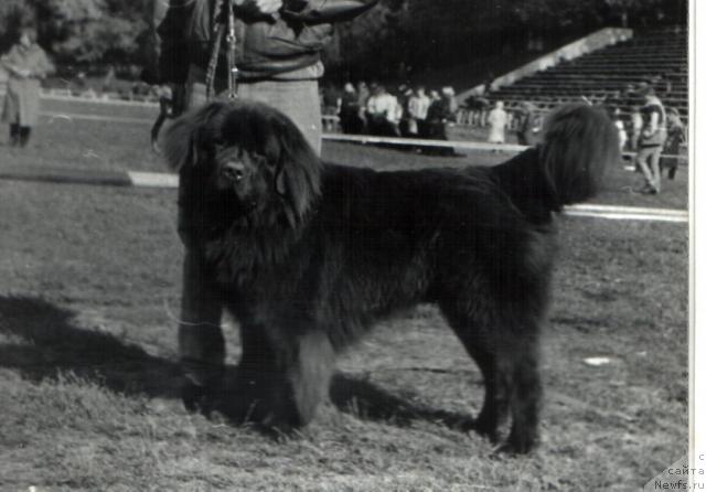 Фото: ньюфаундленд CHarl'z Braun (Чарльз Браун)