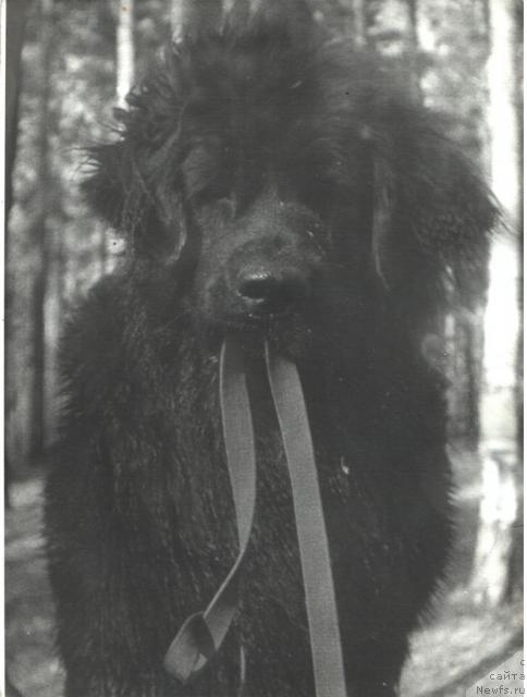 Фото: ньюфаундленд Lakki Barye (Лакки Барэ)