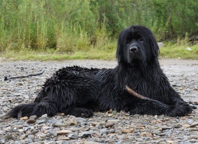 Фото: ньюфаундленд Super Premium Eliseyskaya Polyana (Супер Премиум Елисейская Поляна)