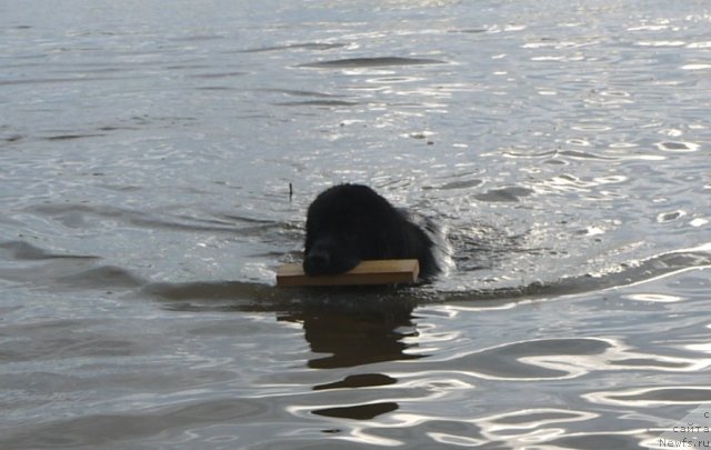 Фото: ньюфаундленд Super Premium Eliseyskaya Polyana (Супер Премиум Елисейская Поляна)