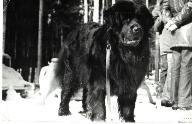 Фото: ньюфаундленд Lakki Barye (Лакки Барэ)