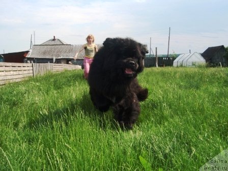 Фото: Irina Verovenko (Ирина Веровенко), ньюфаундленд King of Helluland I'm Precious
