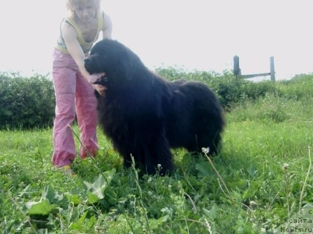 Фото: ньюфаундленд Blek Dolli Peyv Black (Блэк Долли Пейв Блэк), Irina Verovenko (Ирина Веровенко)