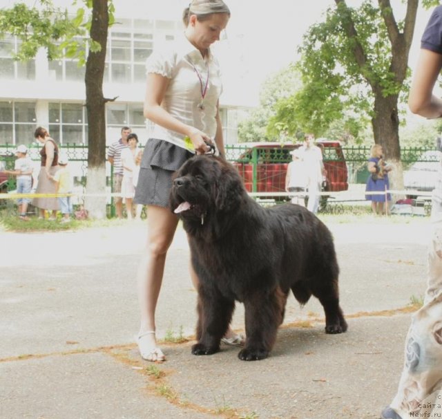 Фото: ньюфаундленд Spasatel' s Berega Dona (Спасатель с Берега Дона)