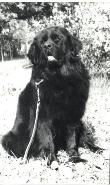 Фото: ньюфаундленд Uingridj La Fan (Уингридж Ла Фан)