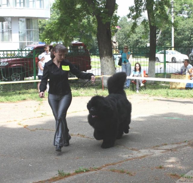 Фото: ньюфаундленд Jguchiy Bryunet s Berega Dona (Жгучий Брюнет с Берега Дона)