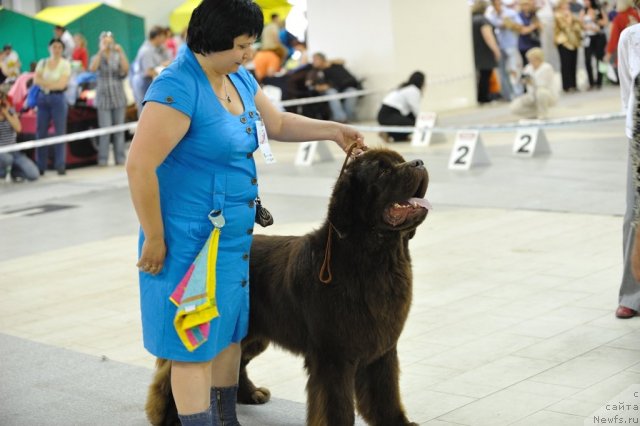 Фото: ньюфаундленд Aetna vom Riesrand (Aetna vom Riesrand), Varvara Ryibalova (Варвара Рыбалова)