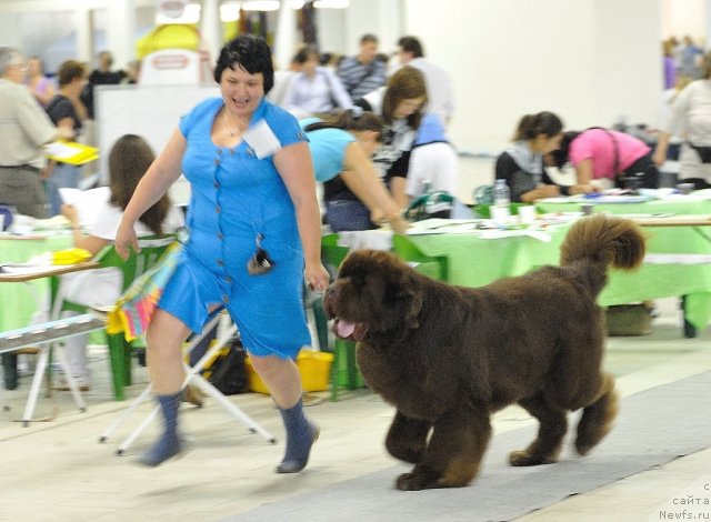 Фото: ньюфаундленд Aetna vom Riesrand (Aetna vom Riesrand), Varvara Ryibalova (Варвара Рыбалова)