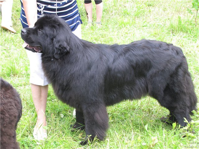 Фото: ньюфаундленд Sent Djons Tender Kiss of Elly (Сент Джонс Тендер Кисс оф Элли)