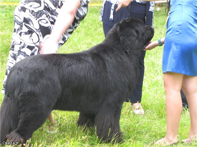 Фото: ньюфаундленд Sent Djons Rollex (Сент Джонс Роллекс)