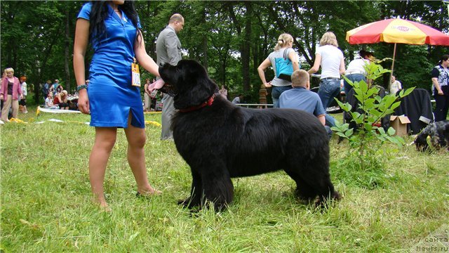 Фото: ньюфаундленд Sent Djons Rollex (Сент Джонс Роллекс)