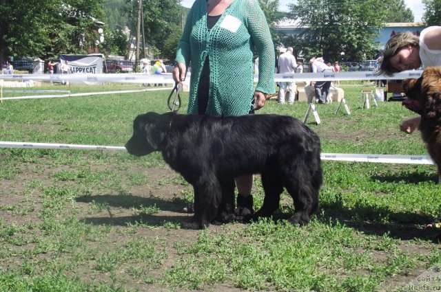 Фото: ньюфаундленд Super Bizon Deka (Супер Бизон Дека)