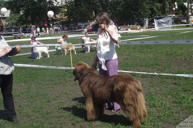 Фото: ньюфаундленд Barhatka Roskoshnaya (Бархатка Роскошная)