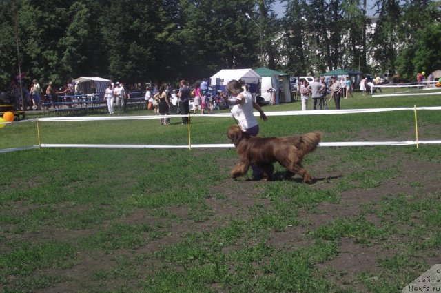 Фото: ньюфаундленд Barhatka Roskoshnaya (Бархатка Роскошная)