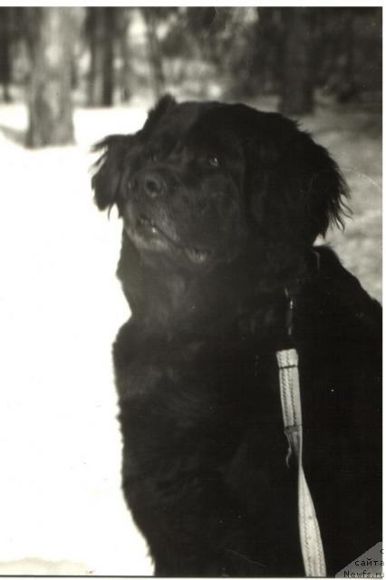 Фото: ньюфаундленд Cillor Oululu (Циллор Оулулу)