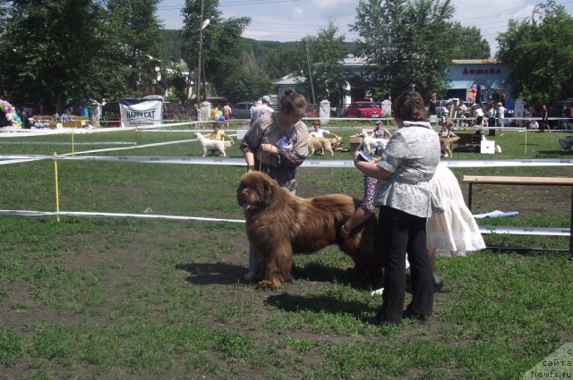 Фото: ньюфаундленд Komandor iz Medvej'ego YAra (Командор из Медвежьего Яра)