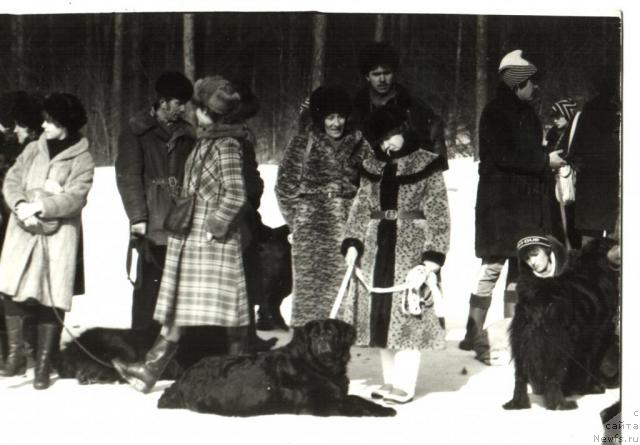 Фото: ньюфаундленд Cillor Oululu (Циллор Оулулу)