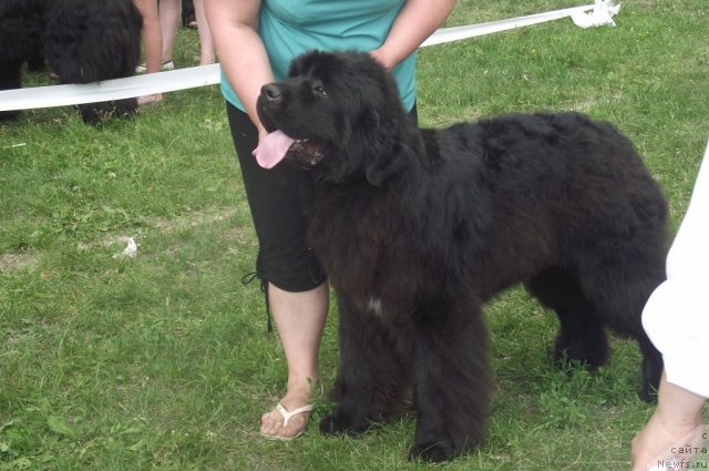 Фотография № 71681