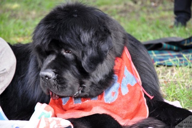 Фото: ньюфаундленд Zolotoy Talisman Kara Deniz (Золотой Талисман Кара Дениз)