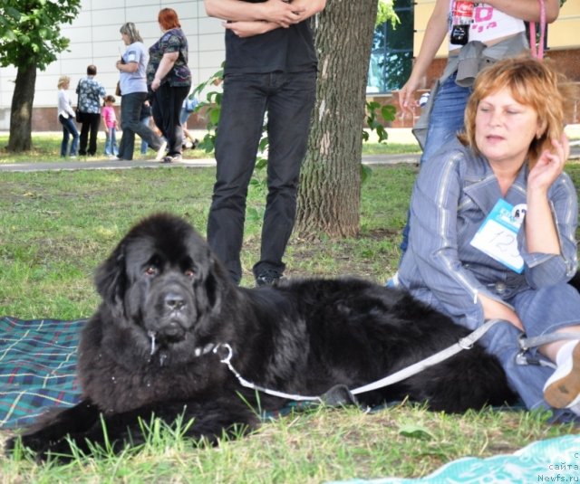 Фото: ньюфаундленд Beguschaya po Volnam Regatta Katti Sark (Бегущая по Волнам Регатта Катти Сарк), Natal'ya Fedosova (Наталья Федосова)