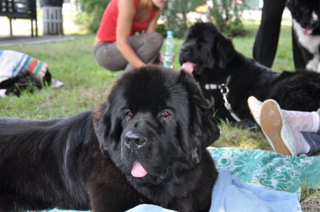 Фото: ньюфаундленд Beguschaya po Volnam Hasta la Vista (Бегущая по Волнам Хаста ла Виста), ньюфаундленд Beguschaya po Volnam Regatta Katti Sark (Бегущая по Волнам Регатта Катти Сарк)