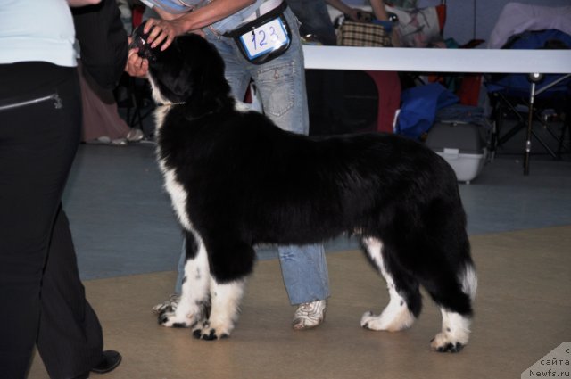 Фото: ньюфаундленд Abbat Black Sabbath Super Mishka