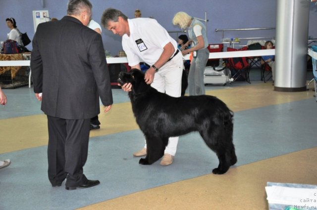 Фото: ньюфаундленд Lennon Mister Newf