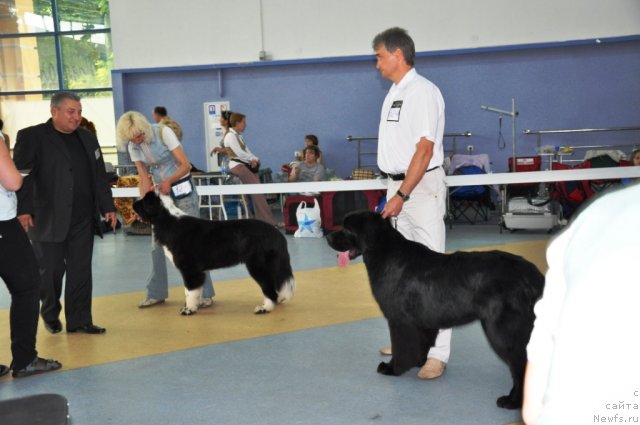 Фото: ньюфаундленд Abbat Black Sabbath Super Mishka, ньюфаундленд Lennon Mister Newf