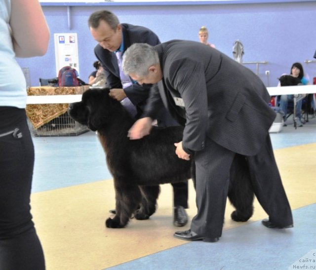 Фото: ньюфаундленд Beguschaya po Volnam Hasta la Vista (Бегущая по Волнам Хаста ла Виста)