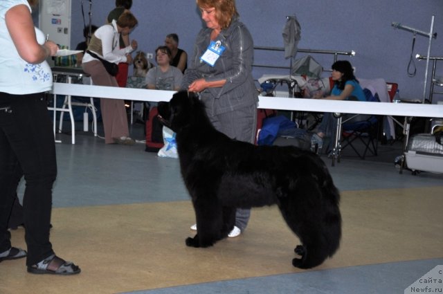 Фото: ньюфаундленд Beguschaya po Volnam Regatta Katti Sark (Бегущая по Волнам Регатта Катти Сарк)