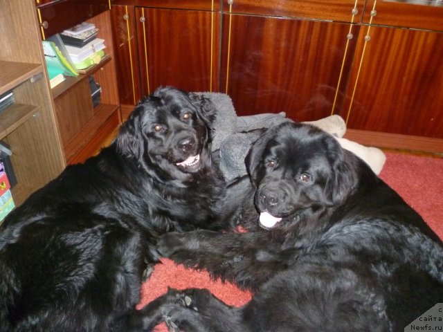 Фото: ньюфаундленд Bonni Flayt (Бонни Флайт), ньюфаундленд Restayling From SHipmyen (Рестайлинг Фром Шипмэн)