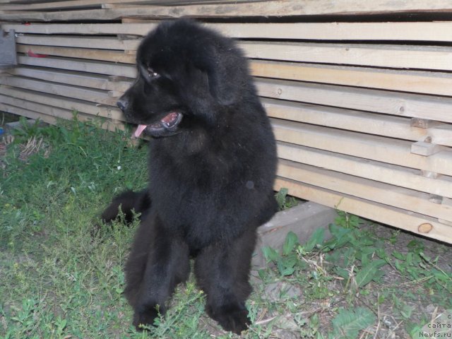 Фото: ньюфаундленд Ih Visochestvo Vilana Blum (Их Высочество Вилана Блум)