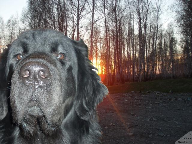 Фото: ньюфаундленд Mag Ispolin Kopperfil'd (Маг Исполин Копперфильд)