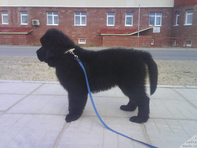 Фото: ньюфаундленд Beguschaya po Volnam Zero Kool (Бегущая по Волнам Зеро Коол)