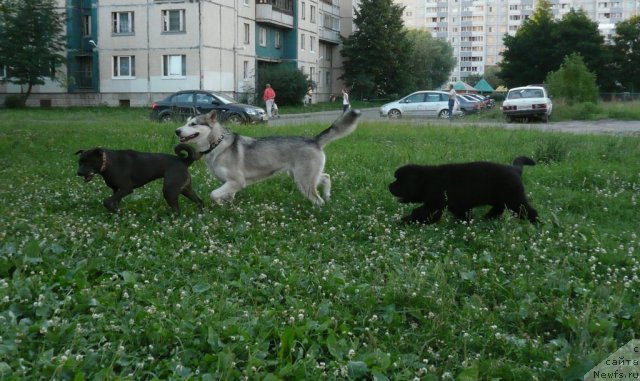 Фото: ньюфаундленд Beguschaya po Volnam Zurbagan (Бегущая по Волнам Зурбаган)