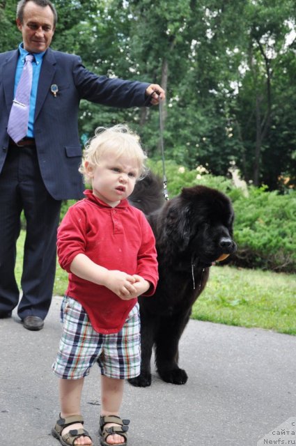 Фото: ньюфаундленд Beguschaya po Volnam Hasta la Vista (Бегущая по Волнам Хаста ла Виста)