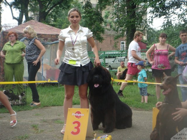 Фото: ньюфаундленд Spasatel' s Berega Dona (Спасатель с Берега Дона)