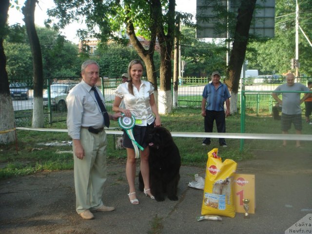 Фото: ньюфаундленд Spasatel' s Berega Dona (Спасатель с Берега Дона)