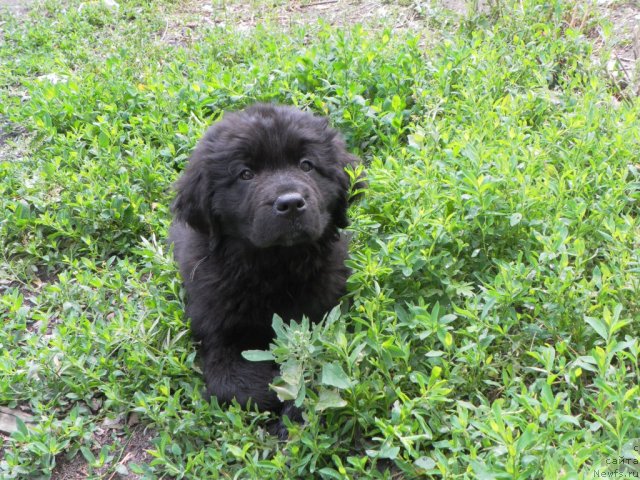 Фото: ньюфаундленд Passia Korolya iz Medvejyego Yara (Пассия Короля из Медвежьего Яра)