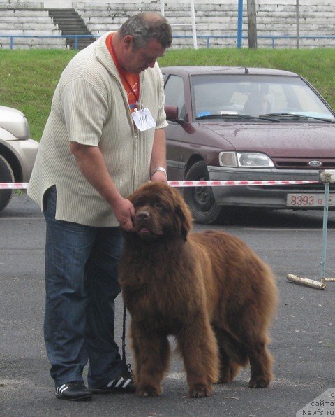 Фото: ньюфаундленд Evlampiya Romanova (Евлампия Романова)