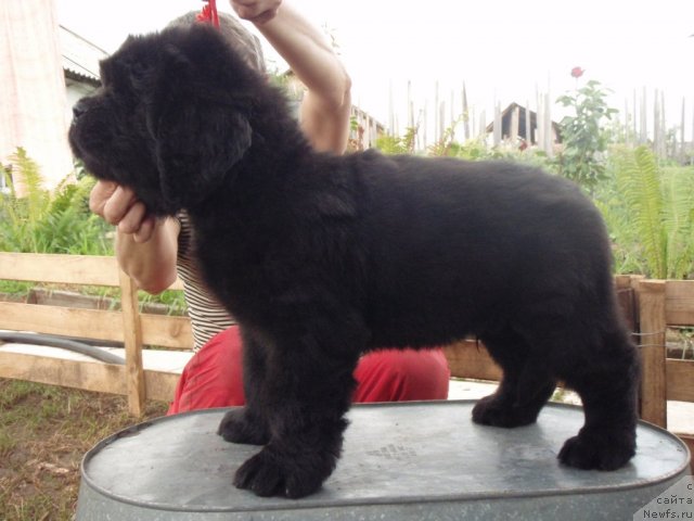 Фото: ньюфаундленд S'Nezhnaya Vjuga Alyaniko del Vulture (С'Нежная Вьюга Альянико Дель Вультуре)